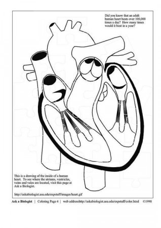 Human Heart Coloring Pages Coloring Page Heart Free Printable Coloring Pages  in 2020 | Heart coloring pages, Coloring pages, Coloring pages for kids