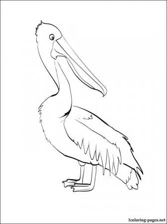 Coloring page Pelican | Coloring pages