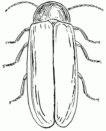 outline of a beetle - Clip Art Library