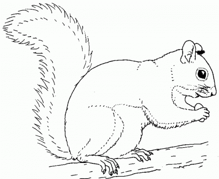 Squirrel Coloring Pages Preschool - Coloring Page Photos