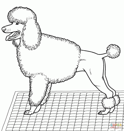 Toy Poodle coloring page | Free Printable Coloring Pages