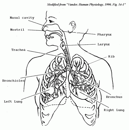 Circulatory System - Coloring Pages for Kids and for Adults