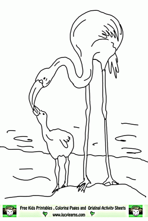 Flamingo Coloring Pages ,Lucy Learns Falmingo Pictures to Color ...