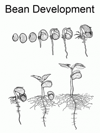 Free coloring pages of lifecycle of a plant