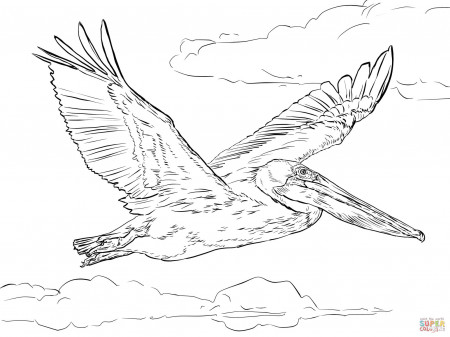 Pelicans coloring pages | Free Coloring Pages