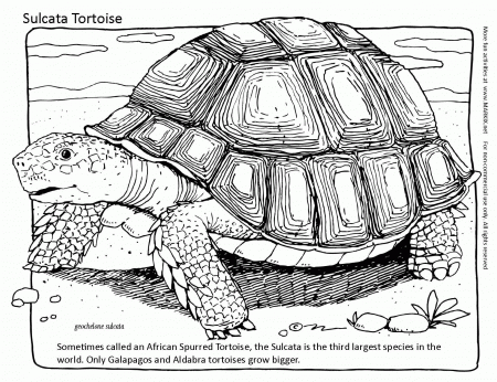 Sulcata Tortoise