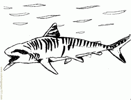 Tiger Shark Coloring Pages - HiColoringPages