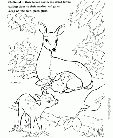Farm Animal Coloring Sheet - Deer Picture 024