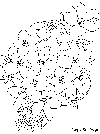 Purplesaxifrage Flowers Coloring Pages & Coloring Book