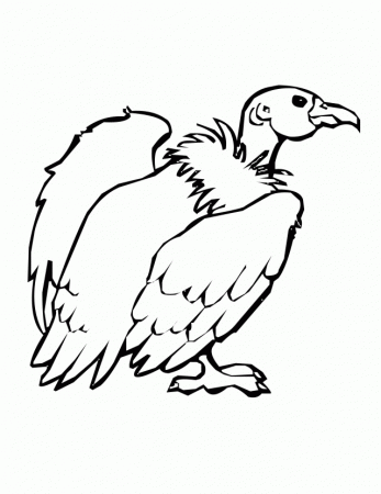 Pin Perched Turkey Vulture Coloring Page Super Cake On Pinterest 