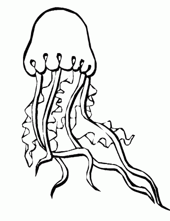 Download Jellyfish Coloring Pages Realistic Or Print Jellyfish 