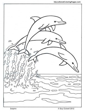 Dolphin | Summer coloring pages