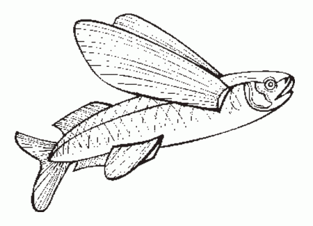 Flying Fish coloring page - Animals Town - animals color sheet 
