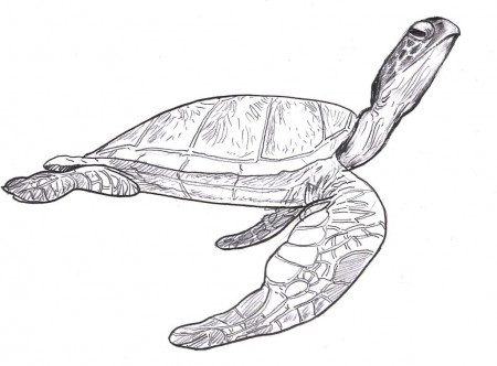 Sea Turtle Coloring Page - Free Coloring Pages For KidsFree 