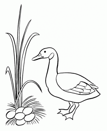 wild ducks Colouring Pages