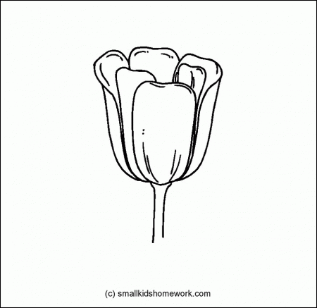 Tulip Flower Outline and Coloring Picture with Interesting Facts