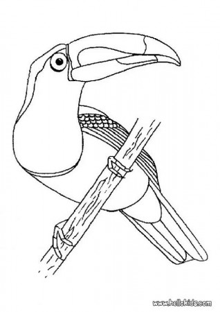 BIRD coloring pages - Keel-billed Toucan