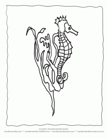 Seahorse Coloring Pages Ocean, Collection of Seahorse Pictures to 
