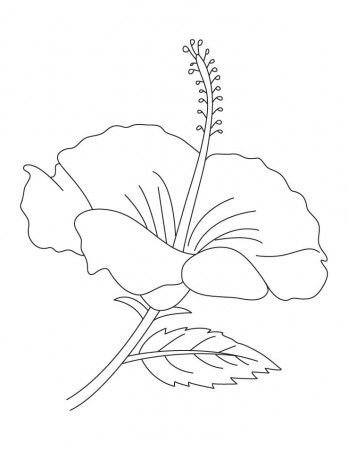 Hibiscus flower coloring pages | Download Free Hibiscus flower 