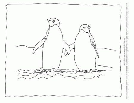 Penguin Coloring Page, Echo's Penguin Coloring Pictures for Animal 