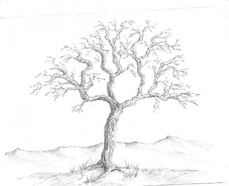 Art by Aunt Marcy: Simple Pencil Drawing of a Tree