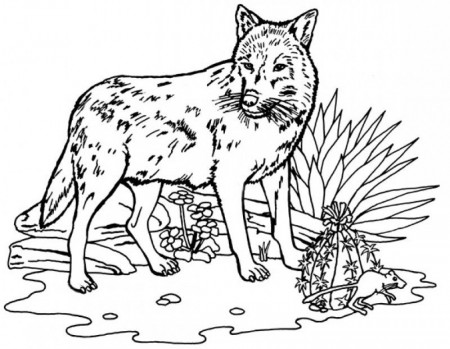 Wolf Dog Coloring Pages - Kids Colouring Pages