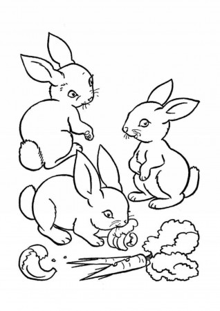 Coloring Pages Bunny Rabbits | Printable Coloring Pages