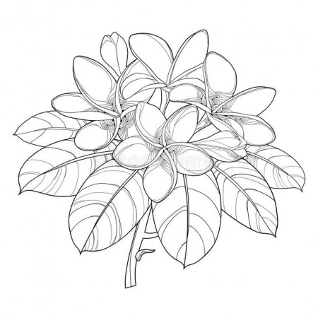 Vector branch of outline Plumeria or Frangipani flower bunch, bud and  ornate leaf in black isolated on … | Flower art drawing, Flower drawing  design, Flower drawing
