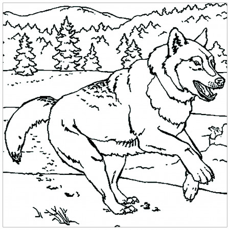 Wolf Printable Coloring Pages - Novocom.top