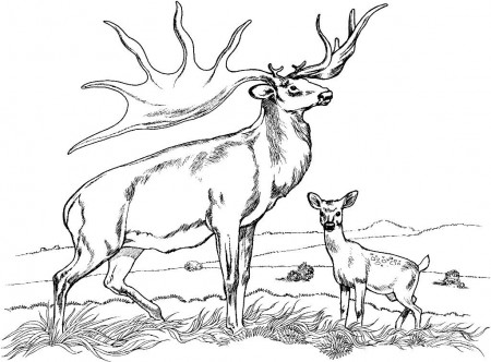 Free Buck And Doe Coloring Pages, Download Free Clip Art, Free Clip Art on  Clipart Library