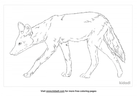 Side-Striped Jackal Coloring Page | Free Animals Coloring Page | Kidadl