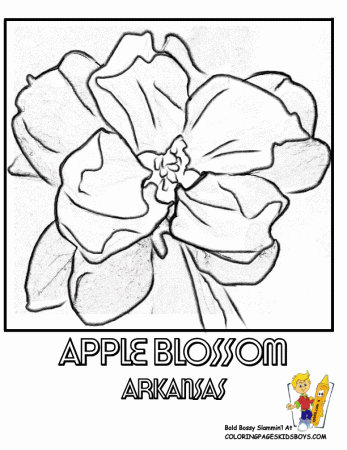 Arkansas State Flower Coloring Page | Apple Blossom | USA Coloring ...