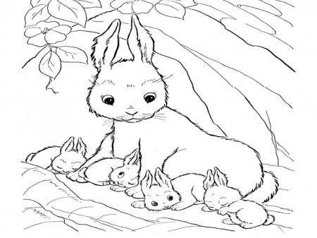 Baby Bunny Coloring Pages Related Keywords & Suggestions - Baby ...