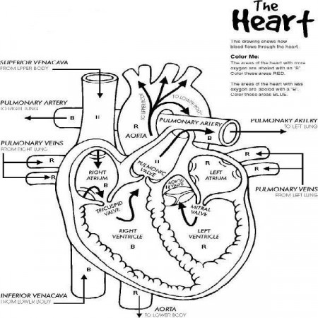 Heart Anatomy Printable Coloring Pages | Heart diagram, Nurse, Nursing study