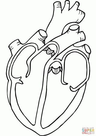Anatomical Heart coloring page | Free Printable Coloring Pages