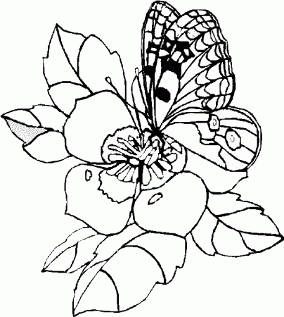 Butterfly coloring pages - Butterfly & wildflowers coloring ...