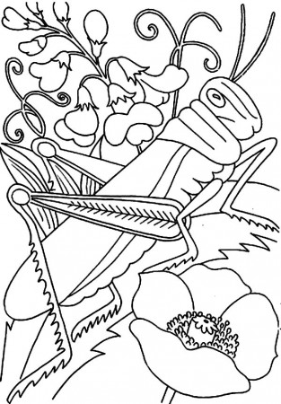 Grasshopper on the Flower Coloring Page - Download & Print Online ...