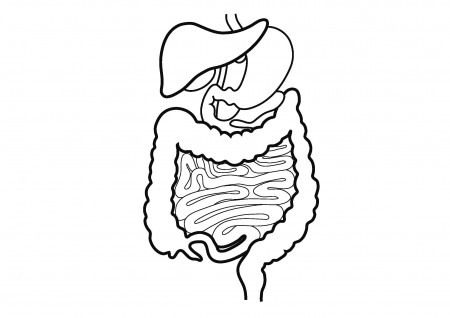 Easy Drawing Digestive System Sketch Coloring Page