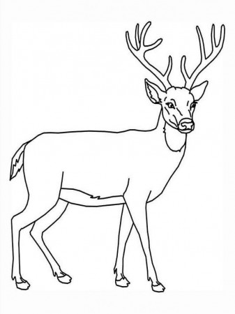 Deer coloring page - free printable coloring page
