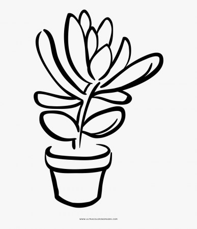 Succulent Coloring Page - Succulent Line Art, HD Png Download - kindpng