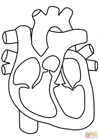 Human Heart coloring page | Free Printable Coloring Pages | Anatomy coloring  book, Heart coloring pages, Heart diagram