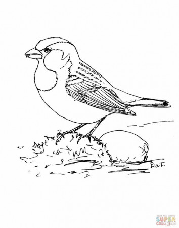 House-Sparrow-coloring-page | Homeschooling-Science/Nature Study ...