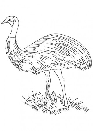 Flightless bird coloring page | Download Free Flightless bird coloring page  for kids | Best Coloring Pages