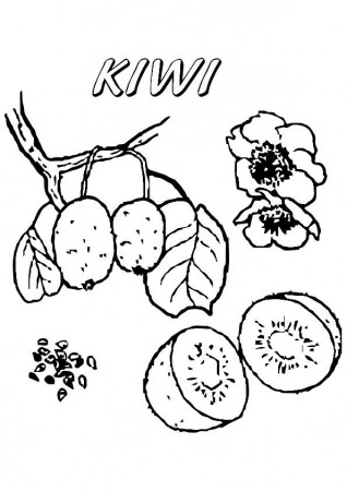 Kiwi Coloring Pages - Best Coloring Pages For Kids in 2020 | Fruit coloring  pages, Coloring pages, Coloring pages for kids
