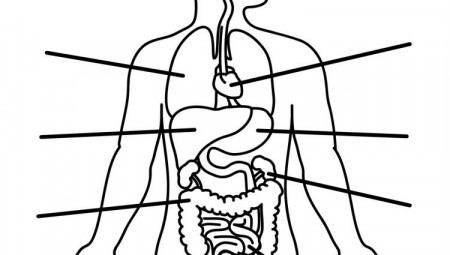 Human organ coloring pages Human lungs coloring page free printable coloring  pages | Liane.captainamericagifts.com