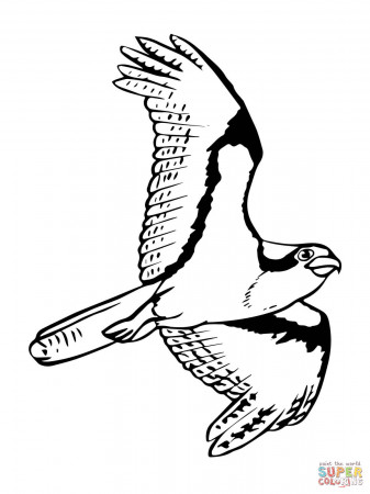 Soaring Osprey coloring page | Free Printable Coloring Pages