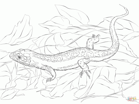 Sand Lizard coloring page | Free Printable Coloring Pages
