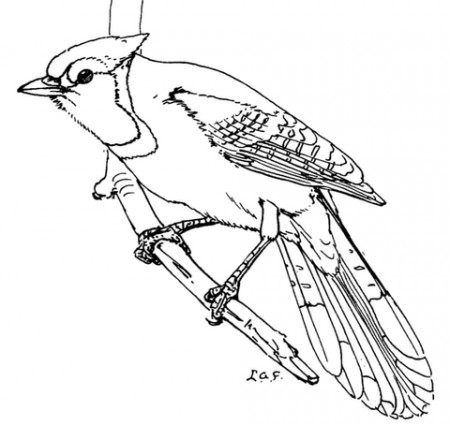 Blue Jay coloring page | Free Printable Coloring Pages