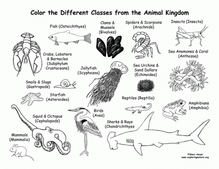 Animal Kingdom Coloring Pages