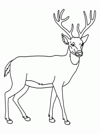 Reindeer Head Coloring Pages Free - High Quality Coloring Pages